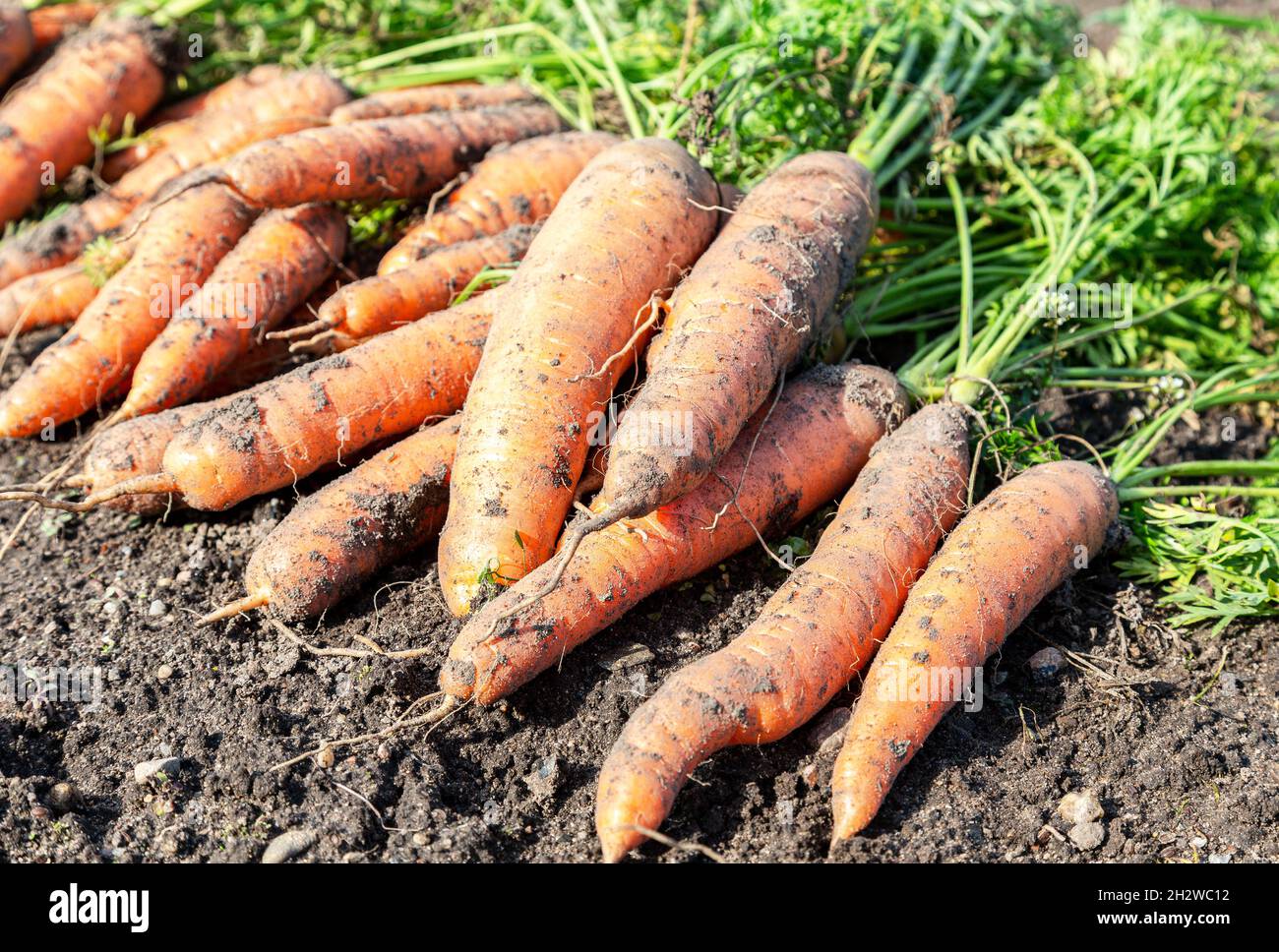 Frisch gegrabene Karotten mit Tops, die auf dem Gartenboden trocknen. Große Bio-saftige ungewaschene Karotten auf einem Feld auf dem Boden in Nahaufnahme Stockfoto