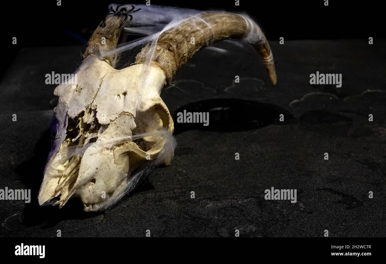 Ziegenmöwe mit Hörnern, die mit Spinnweben und schwarzer Spinne auf einem dunklen Hintergrund verwickelt sind Stockfoto