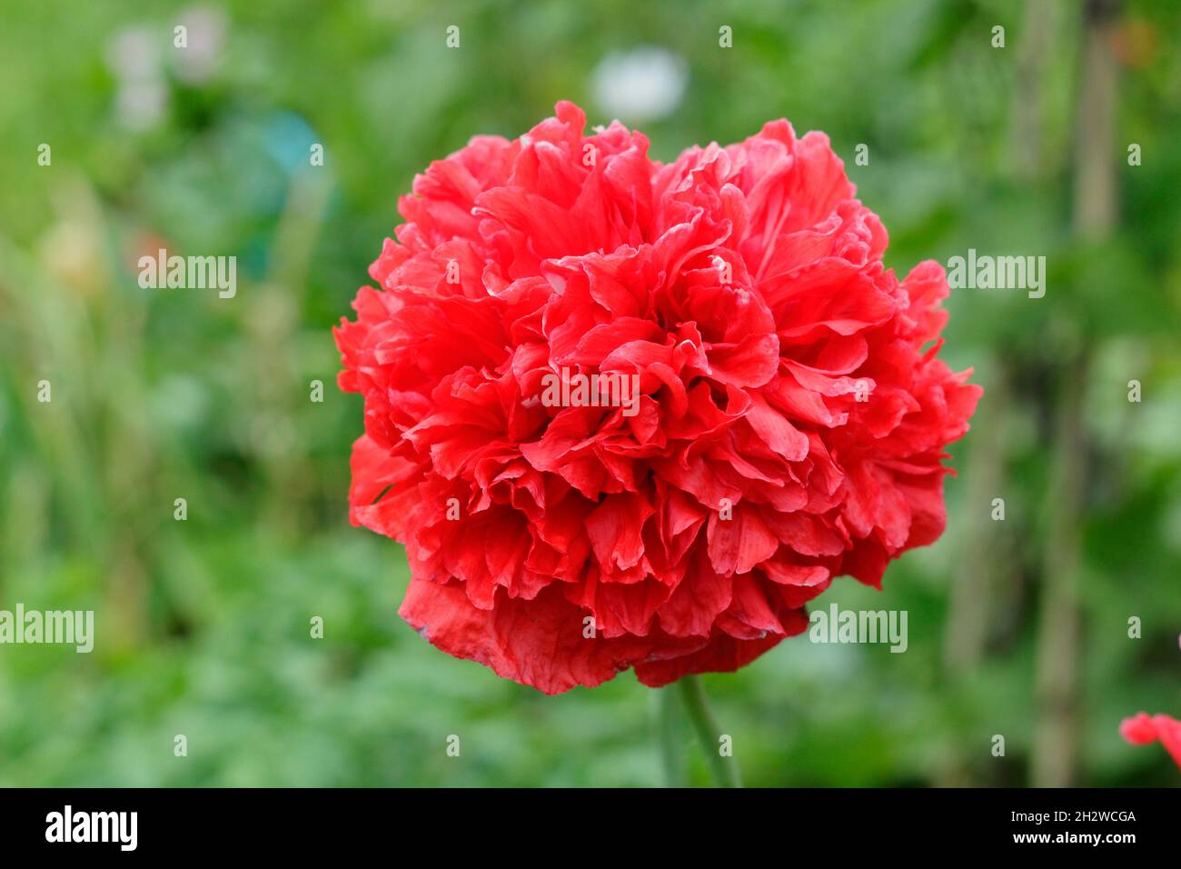 Mohnblume, „scharlachrote Pfingstrose“. Papaver var. paeoniflorum 'Scarlet Peony' mit markanten Doppelblüten. VEREINIGTES KÖNIGREICH Stockfoto