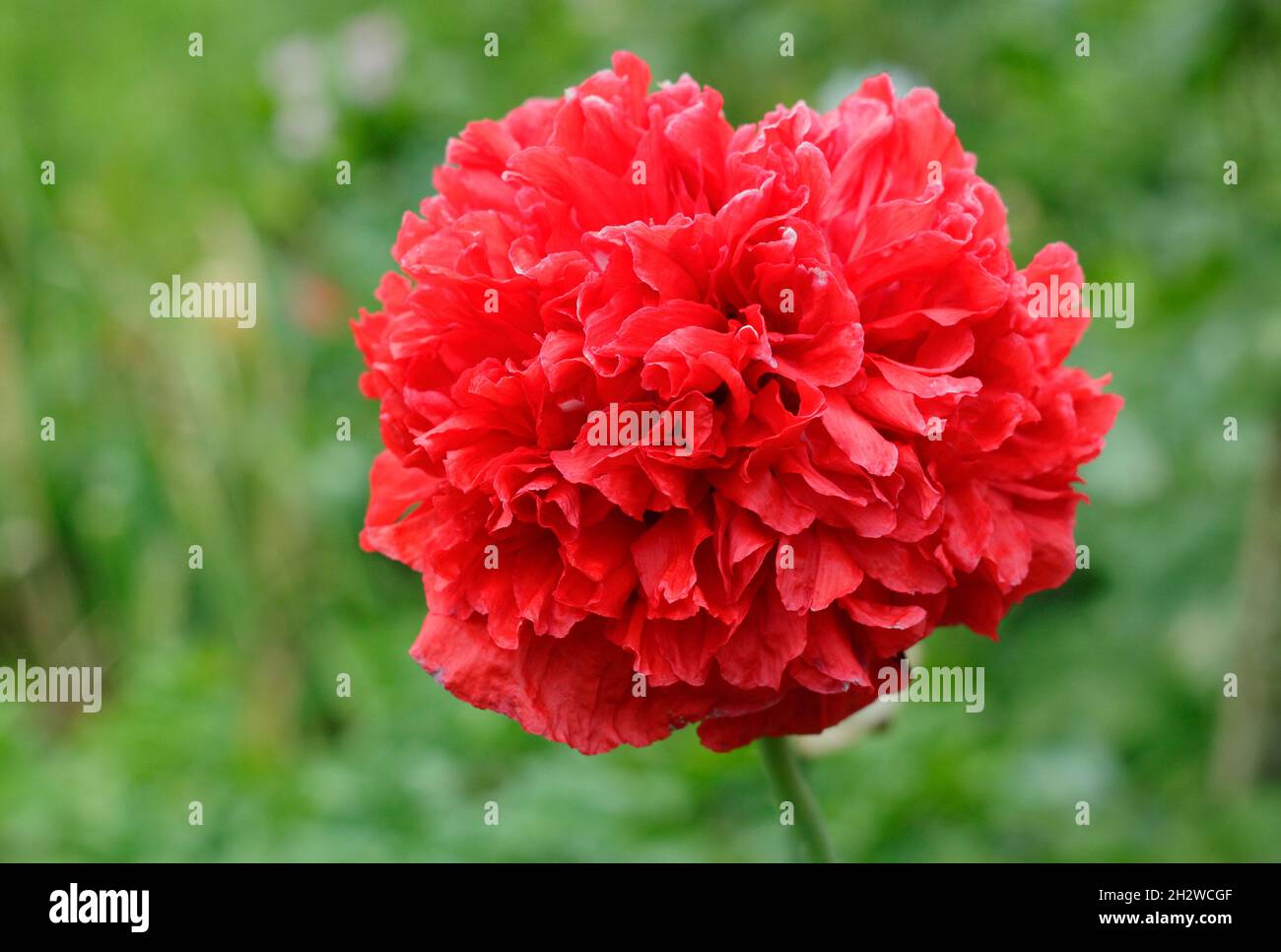 Mohnblume, „scharlachrote Pfingstrose“. Papaver var. paeoniflorum 'Scarlet Peony' mit markanten Doppelblüten. VEREINIGTES KÖNIGREICH Stockfoto