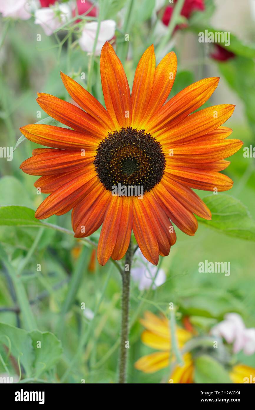 Die Sonnenblume „Earthwalker“ wächst in einem Sommergarten. Helianthus annuus 'Earthwalker'. VEREINIGTES KÖNIGREICH Stockfoto