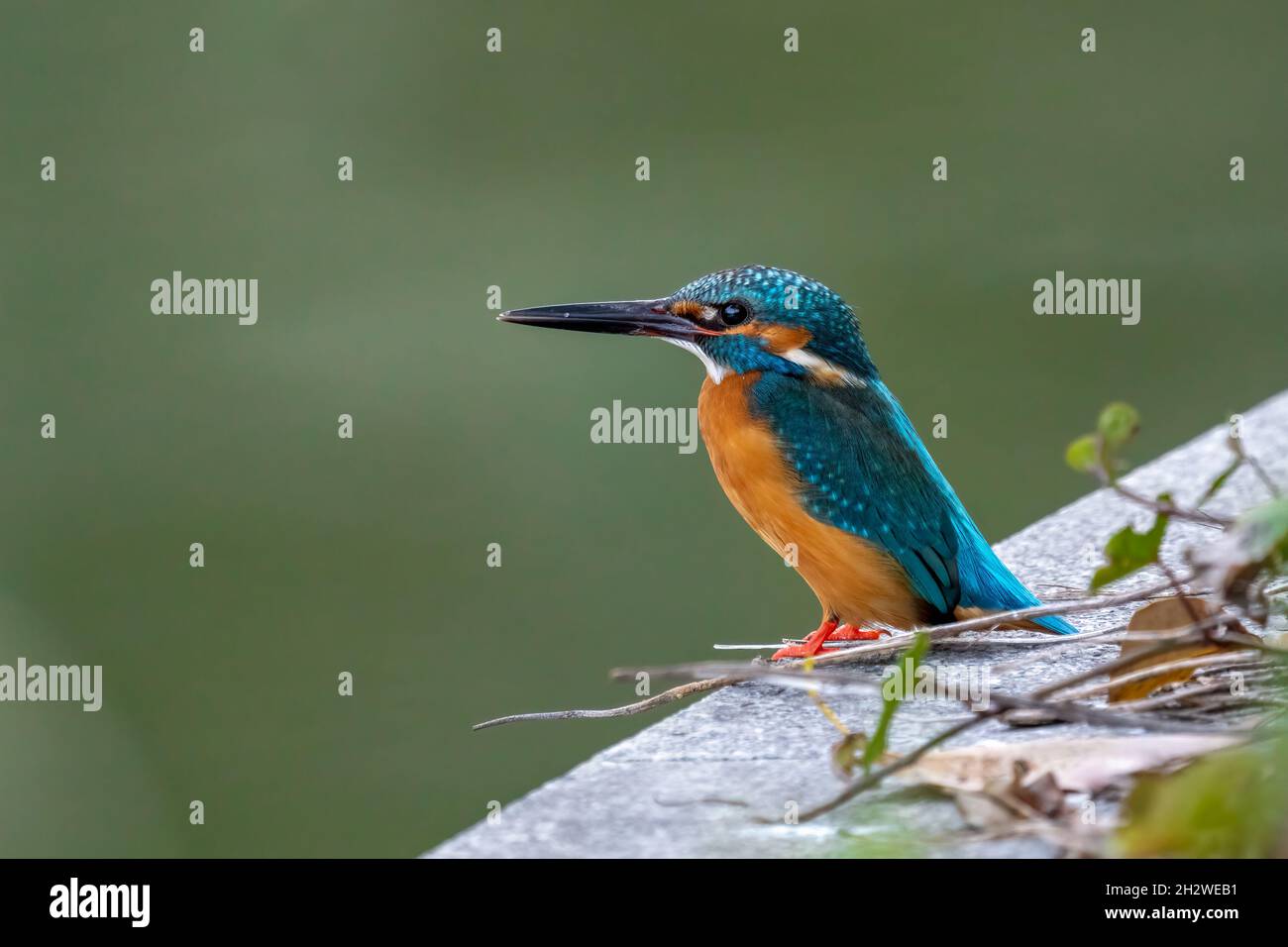 Nahaufnahme eines blauen Eiskönigs, der während der Frühlingszeit an einem sonnigen Tag auf einem Ast sitzt Stockfoto