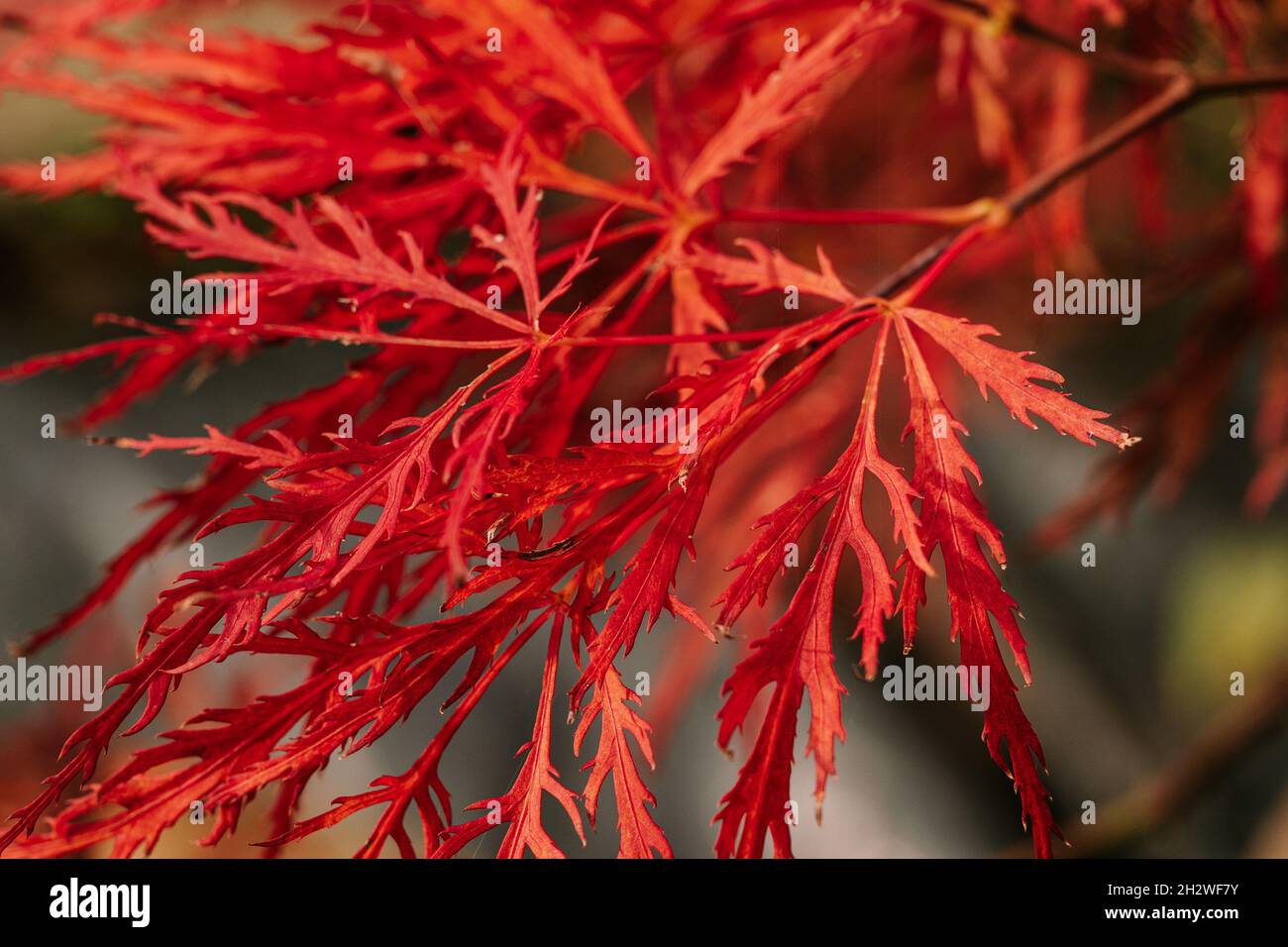 Leuchtend rote japanische Ahornblätter mit leuchtenden Herbstfarben in Nahaufnahmen Stockfoto