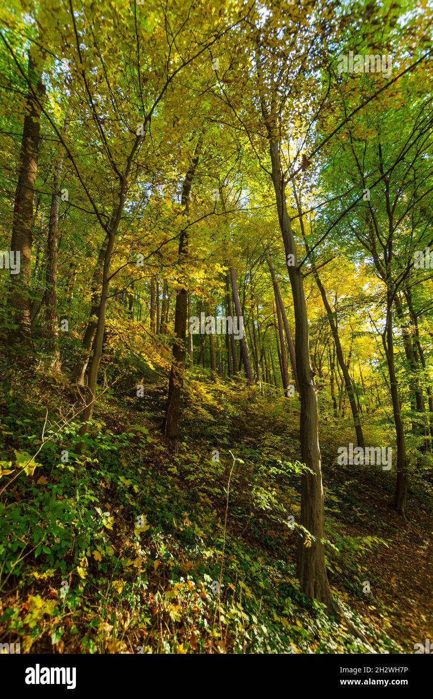 Herbst Walddach im Wald in Brasov County Romania Stockfoto