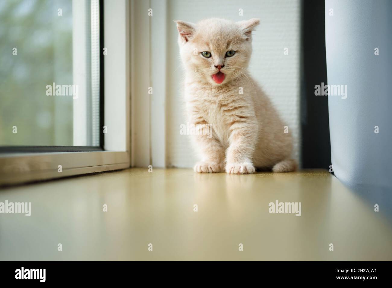 Ein süßes, flauschiges Kätzchen, das auf einer hölzernen Fensterbank sitzt und die Kamera anschaut und eine rote Zunge zeigt Stockfoto