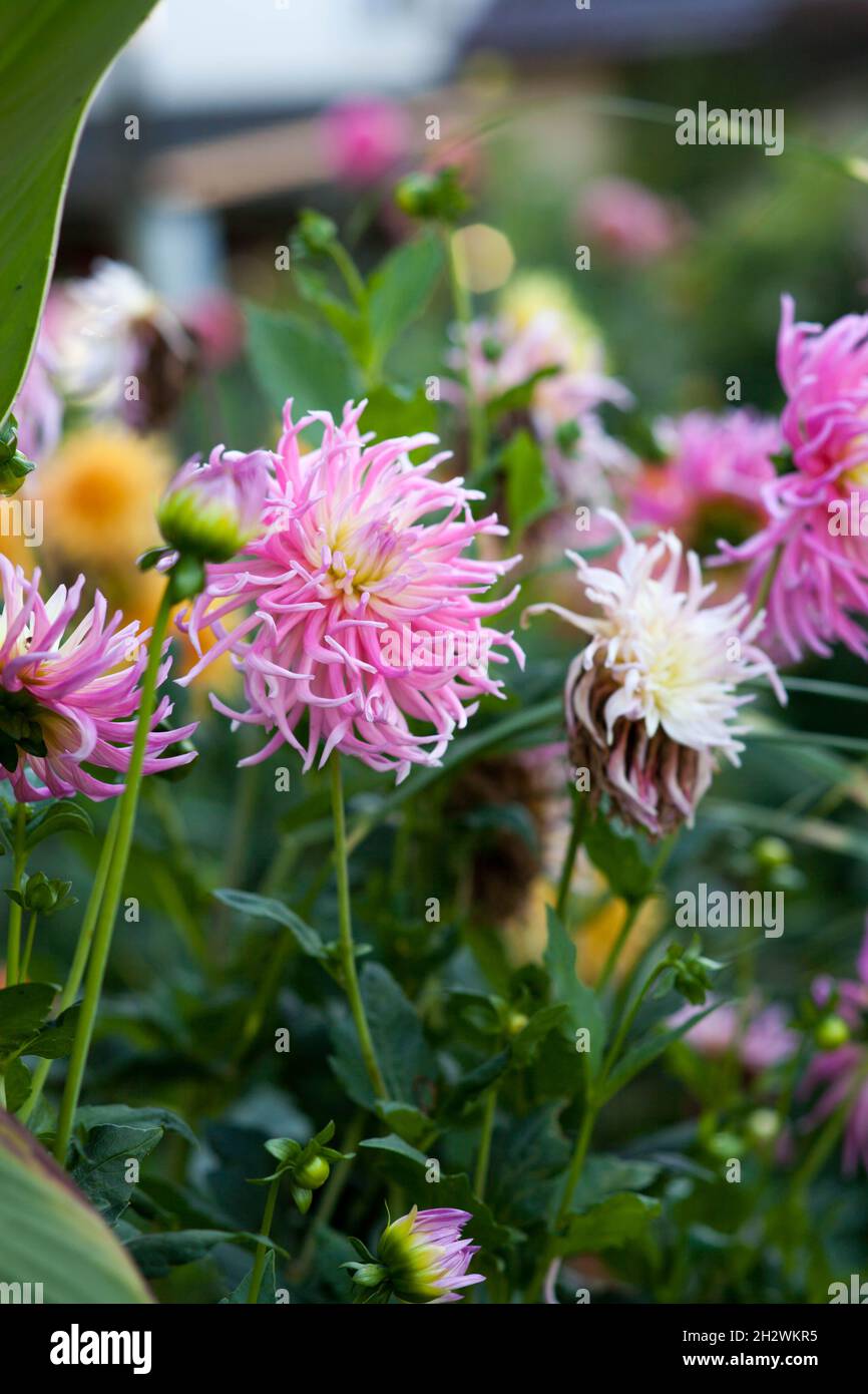 Nadel leuchtend rosa Dahlie blüht. Wunderschöne Herbstblumen. Stockfoto