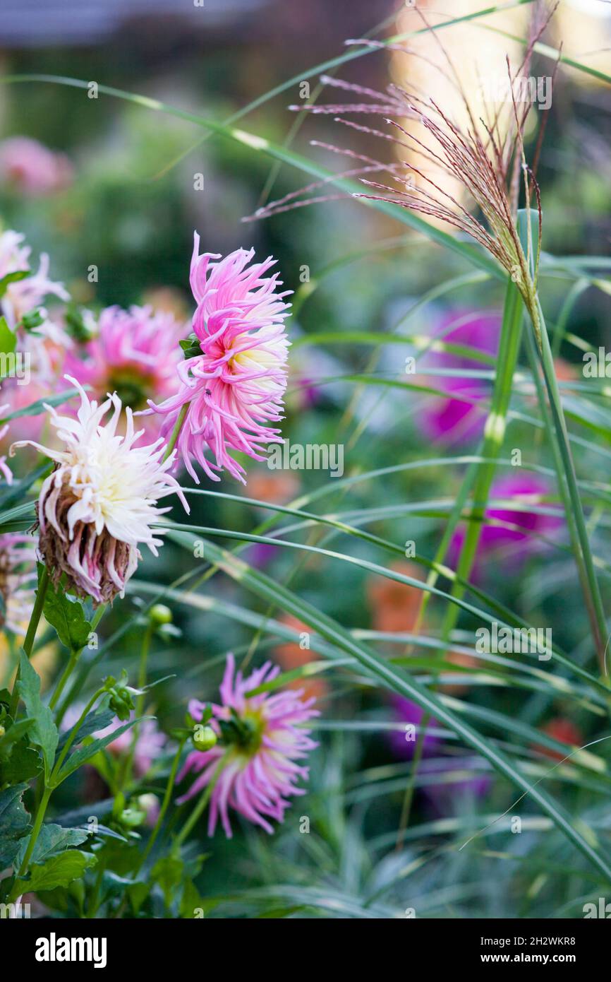 Nadel leuchtend rosa Dahlie blüht. Wunderschöne Herbstblumen. Stockfoto
