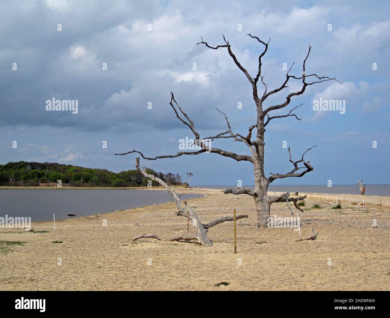 Covehithe in Suffolk: Bäume, die durch den steigenden Meeresspiegel getötet werden. Stockfoto