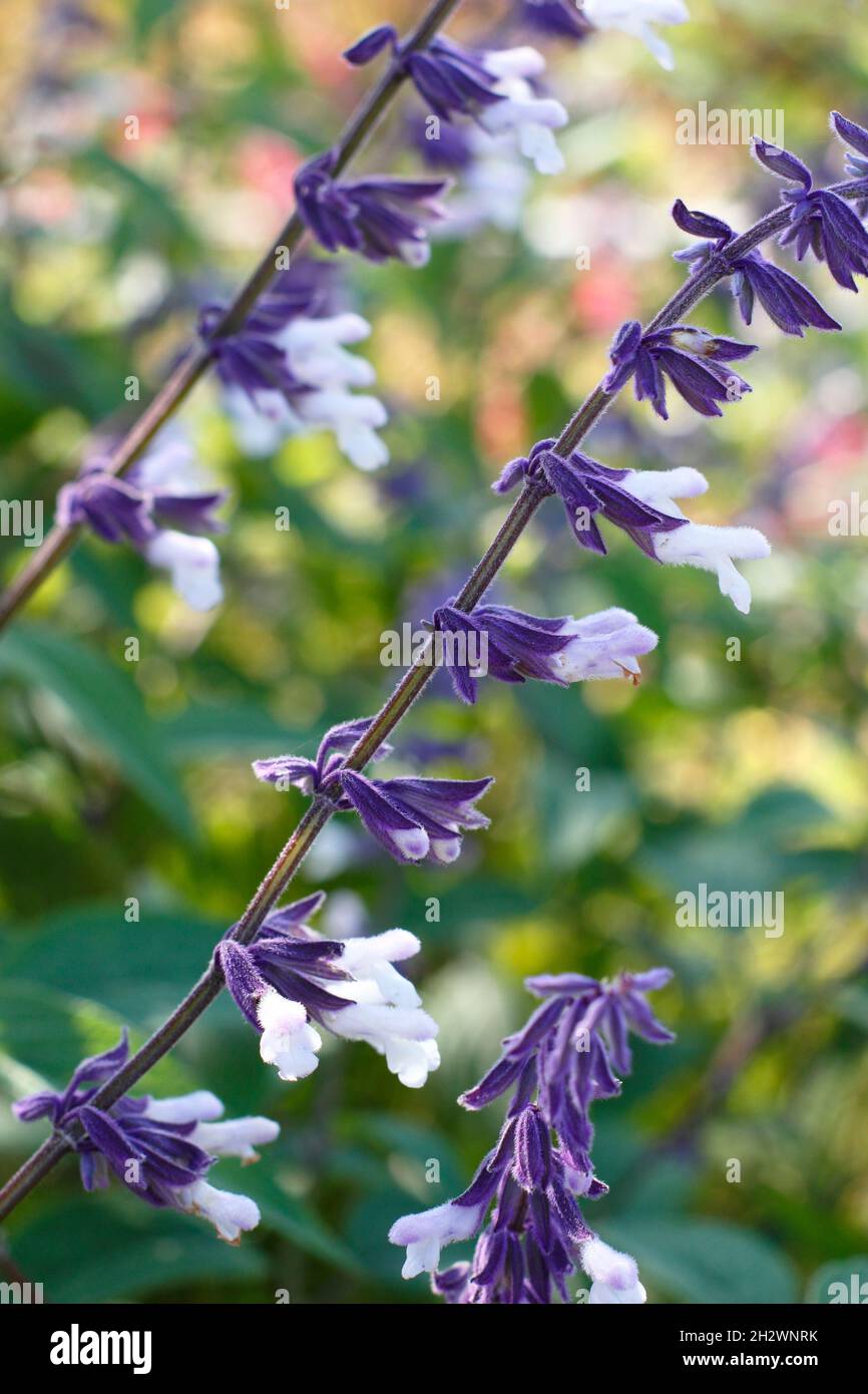 Salvia Waverly zeigt Spitzen von röhrenförmigen Blüten mit tiefvioletten Calyces auf violetten Stielen. Auch Salvia Marks Mystery White genannt. VEREINIGTES KÖNIGREICH Stockfoto