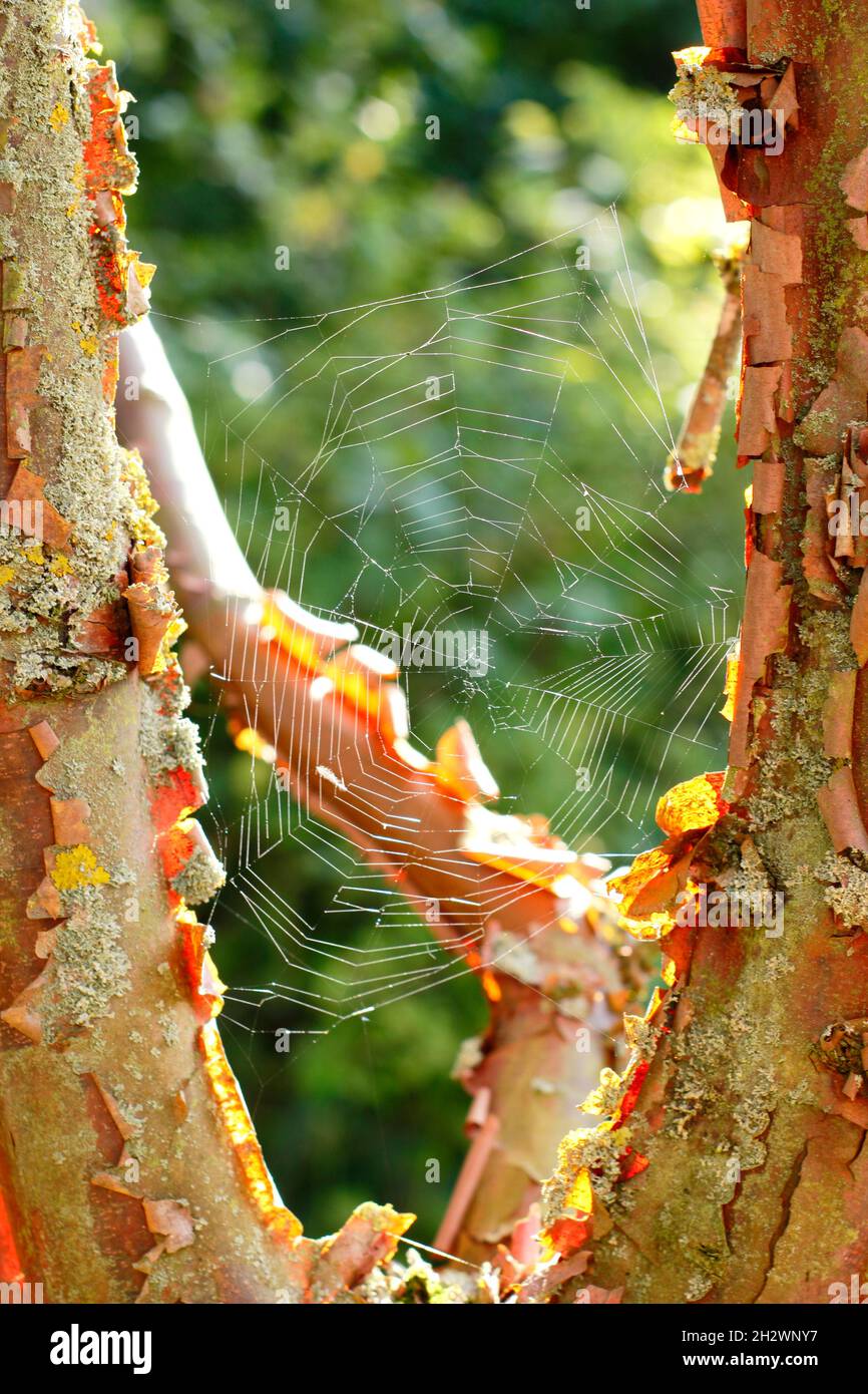 Sonnenbeschienene Spinnennetze zwischen Ästen aus Paperbark-Ahorn. Araneus diadematus auf Acer griseum. VEREINIGTES KÖNIGREICH Stockfoto