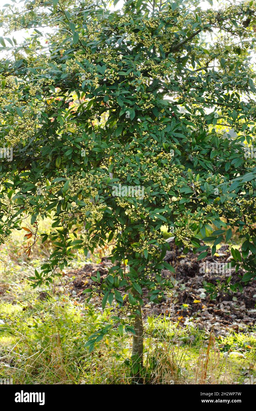 Cotoneaster Rothschildianus. Cotoneaster Tree zeigt im Herbst Trauben von cremigen, gelbfarbenen Beeren. VEREINIGTES KÖNIGREICH Stockfoto