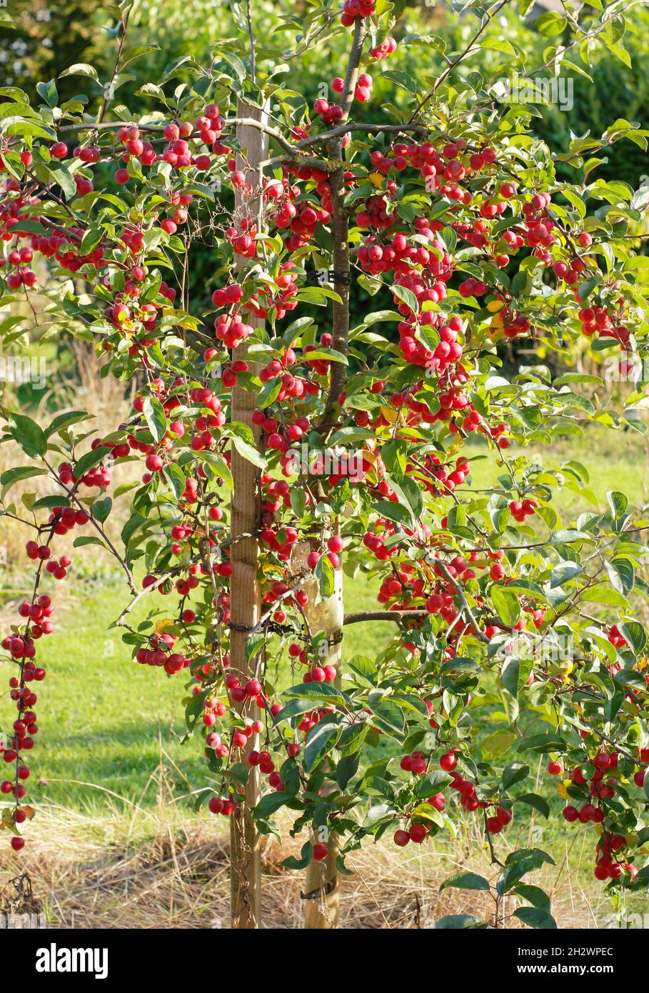 Malus × atrosanguinea 'wunderschön'. Malus 'Gorgeous' Krabbenapfelbaum trägt Früchte in einem Herbstgarten. VEREINIGTES KÖNIGREICH Stockfoto