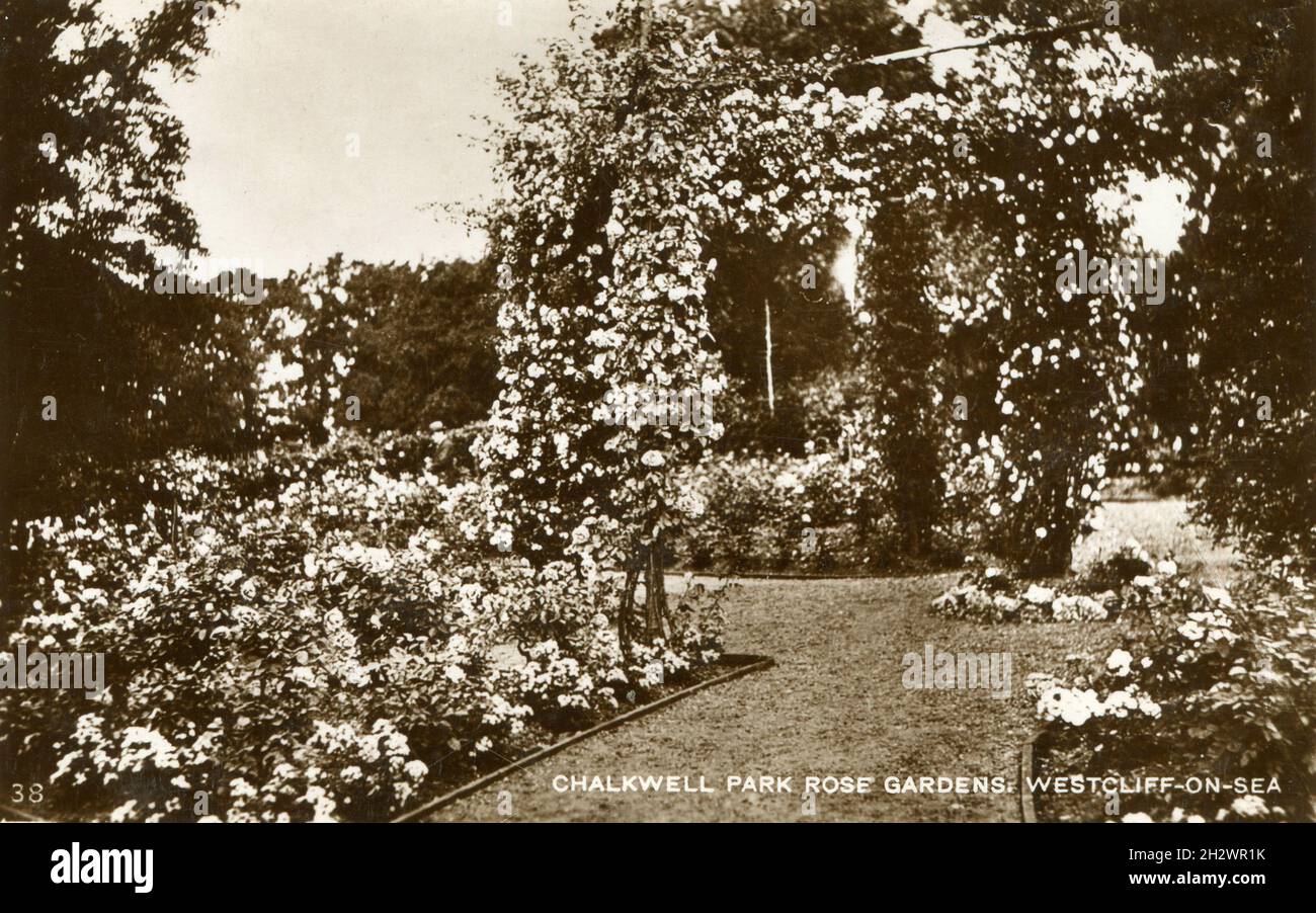 Vintage-Fotopostkarte mit dem Titel „Chalkwell Park Rose Gardens, Westcliffe-on-Sea“. Essex. Stockfoto