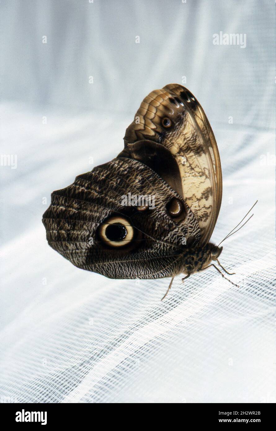 Nahaufnahme eines brasilianischen Eulenschmetterlings (Caligo brasiliensis). 1998 Stockfoto