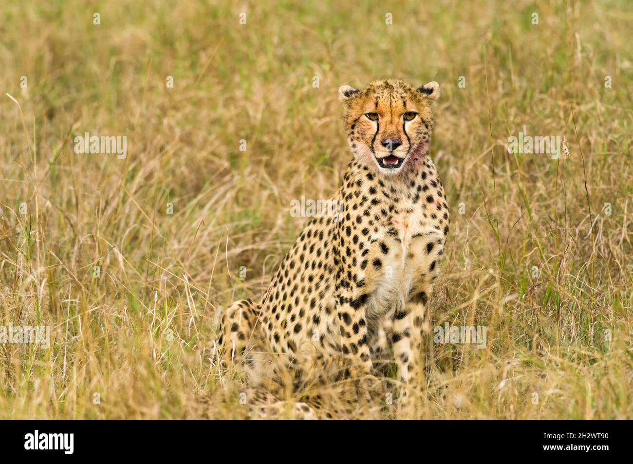 Gepard (Acinonyx jubatus), der im hohen Gras ruht, Masai Mara, Kenia Stockfoto