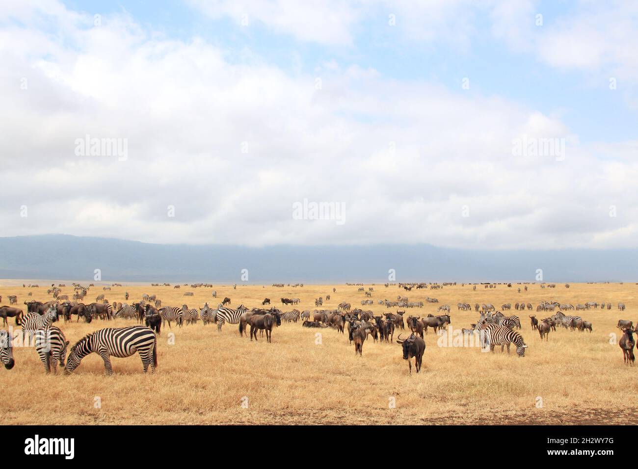 Grant's Zebras (Equus quagga boehmi) und Blue Wildebeests (Connochaetes taurinus) auf der Savannah. Krater Von Ngorongoro, Tansania Stockfoto
