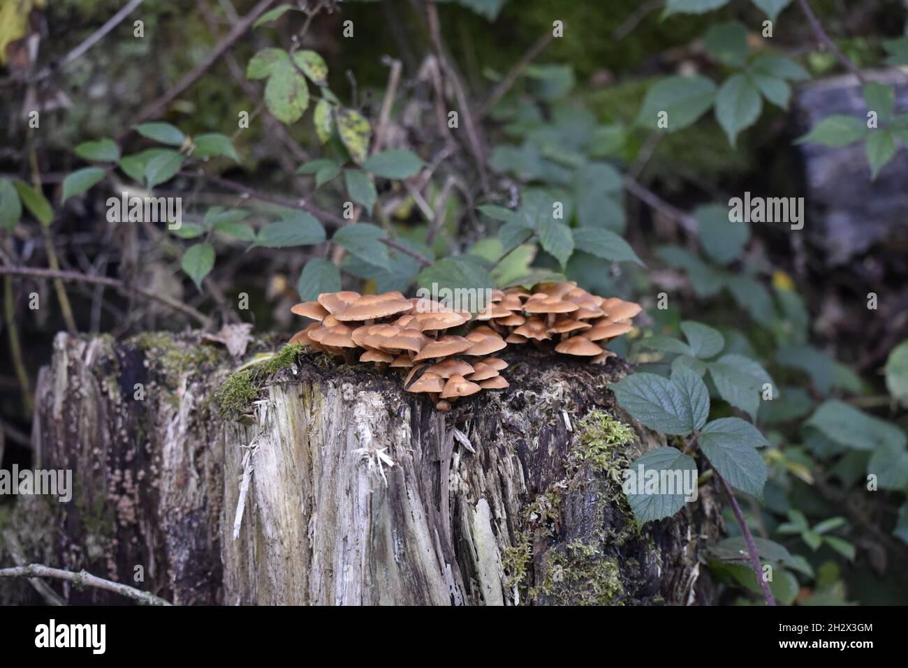 Gruppe von Samtstiel-Pilzen (Flammulina velutipes) auf verfallendem Baumstamm mit grünem Blatthintergrund im Oktober in Mid-Wales, Großbritannien Stockfoto