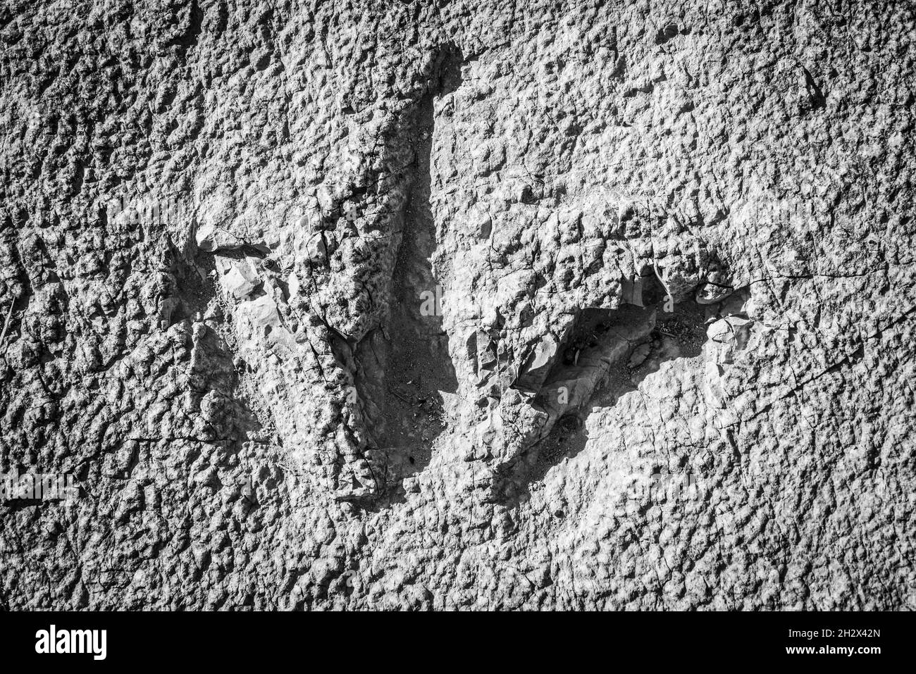Theropod Dinosaur Track - Grand County - Moab Stockfoto