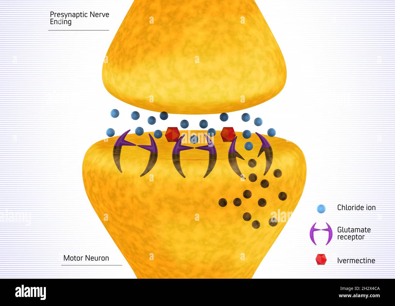 Parasitäre Nervensynapse durch Ivermectin gehemmt. Ivermectin induziert eine Hyperpolarisation des Neurons und den Tod des Parasiten. Medizinisches 3D-Rendering il Stockfoto