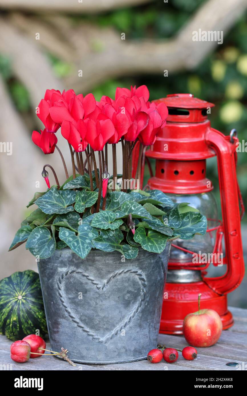 Rote Cyclamen Blume in Zinkpflanzen Topf im Garten Stockfoto