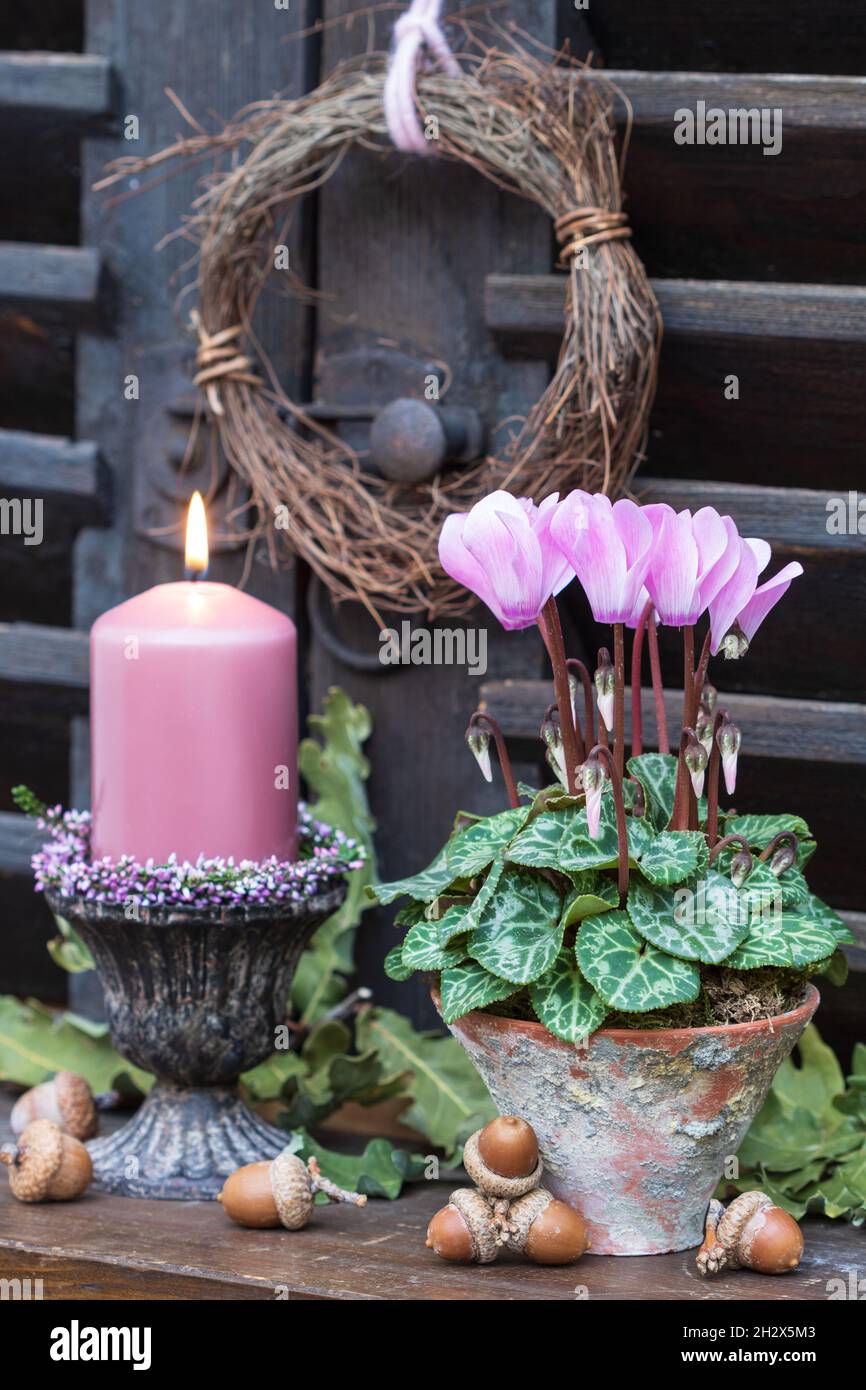 Dekoration mit rosa Cyclamen Blume und Kerze Stockfoto