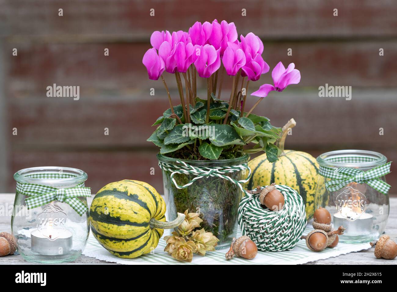 Gartendekoration mit rosa Cyclamen-Blüten und Tischlaternen Stockfoto