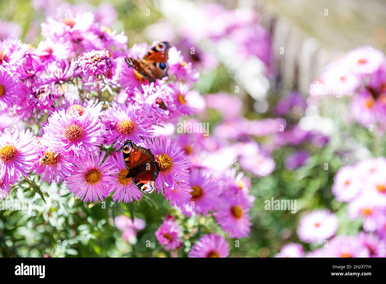 Pfauenfalter auf Sommerblumen Stockfoto