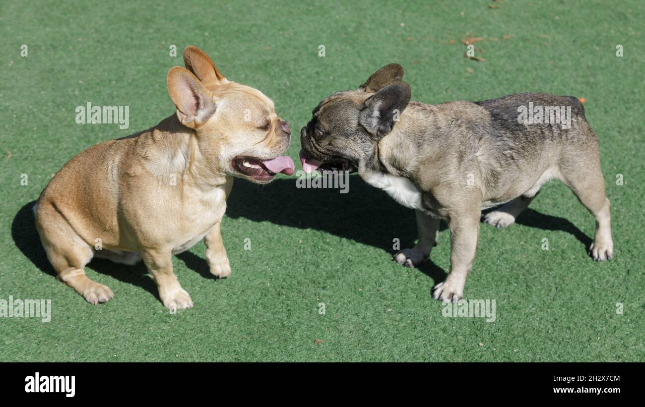 Red-Tan (links) und Sable French Bulldog Männchen geselligen sich. Hundepark an der Leine in Nordkalifornien. Stockfoto