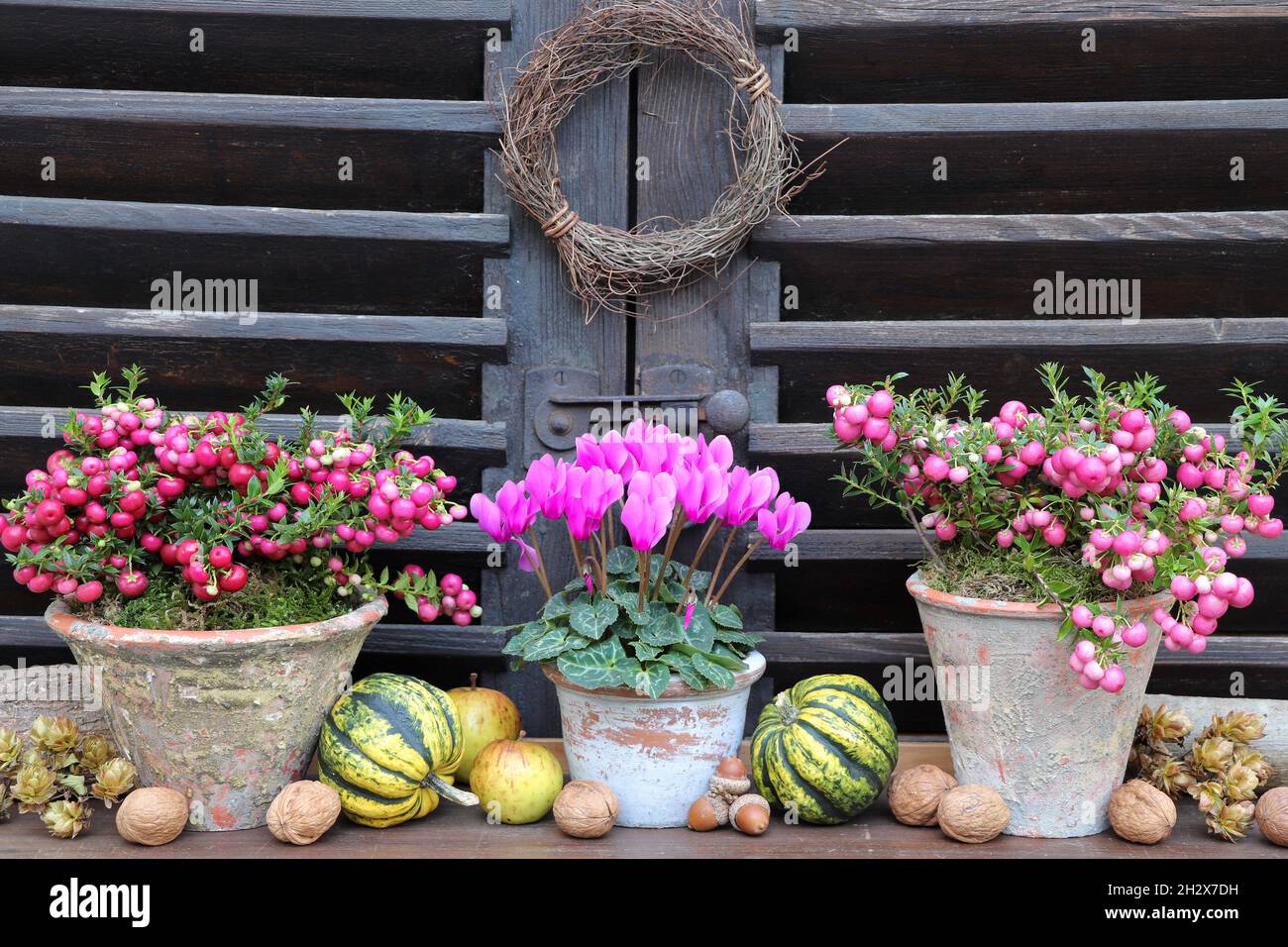 Rosa Cyclamen und stachelige Heide in Terrakotta-Töpfen als Gartendekoration Stockfoto