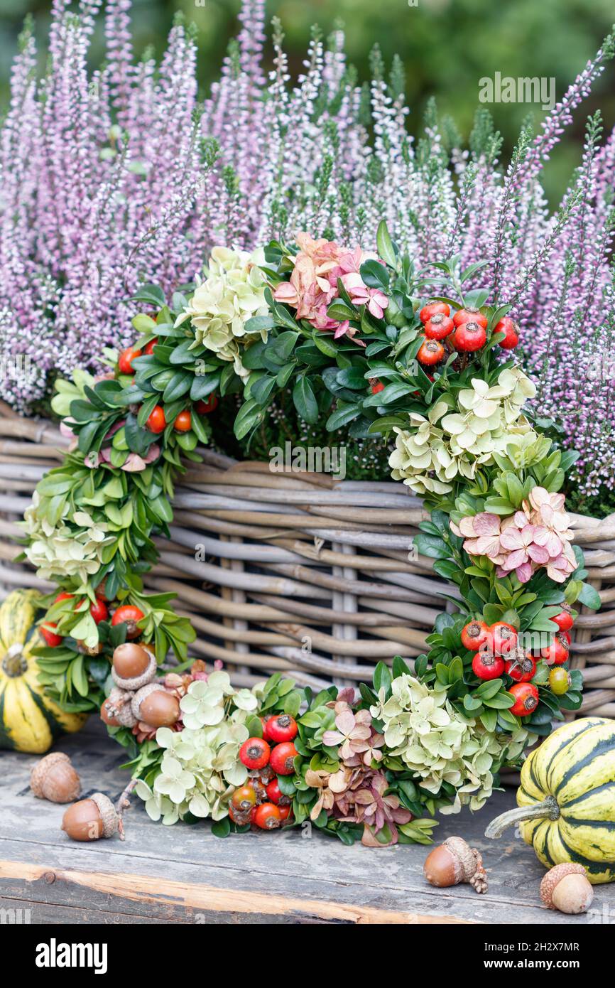 Kranz aus Hortensienblüten, Hagebutten und Kastenbaum Stockfoto