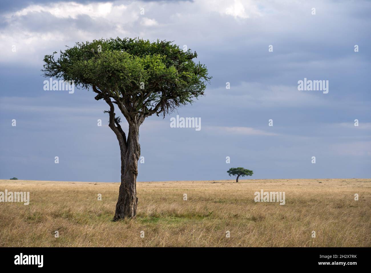 Ein einbunter Baum steht in der kurzen Grünlandsavanna, Masai Mara, Kenia Stockfoto