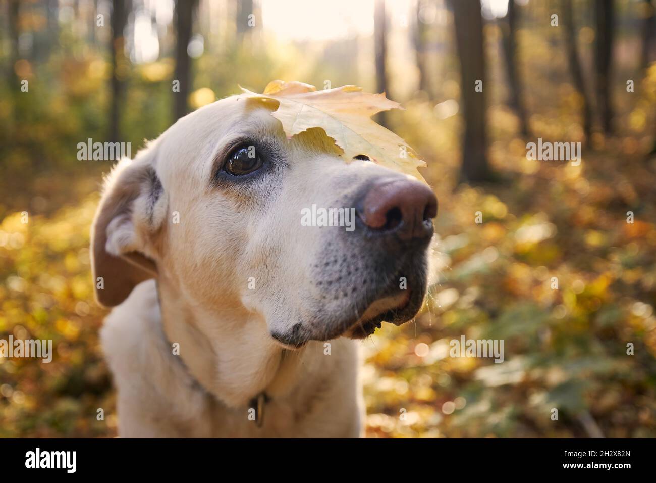 Hund im Herbstwald. Porträt des alten labrador Retriever mit gelbem Blatt auf dem Kopf. Stockfoto