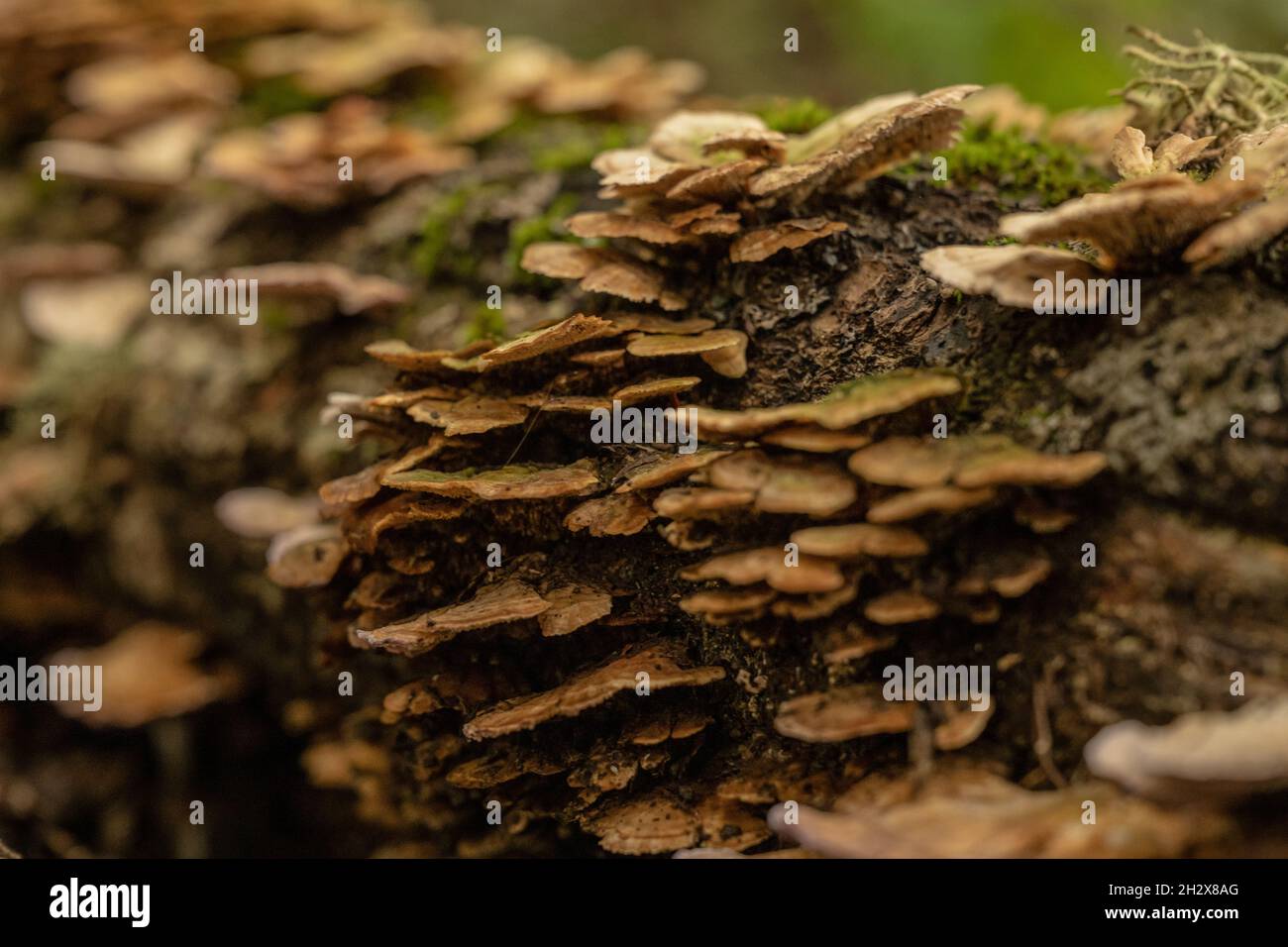 Selektiver Fokus von Pilzen, die sich in den Smokies an Baum Klammern Stockfoto