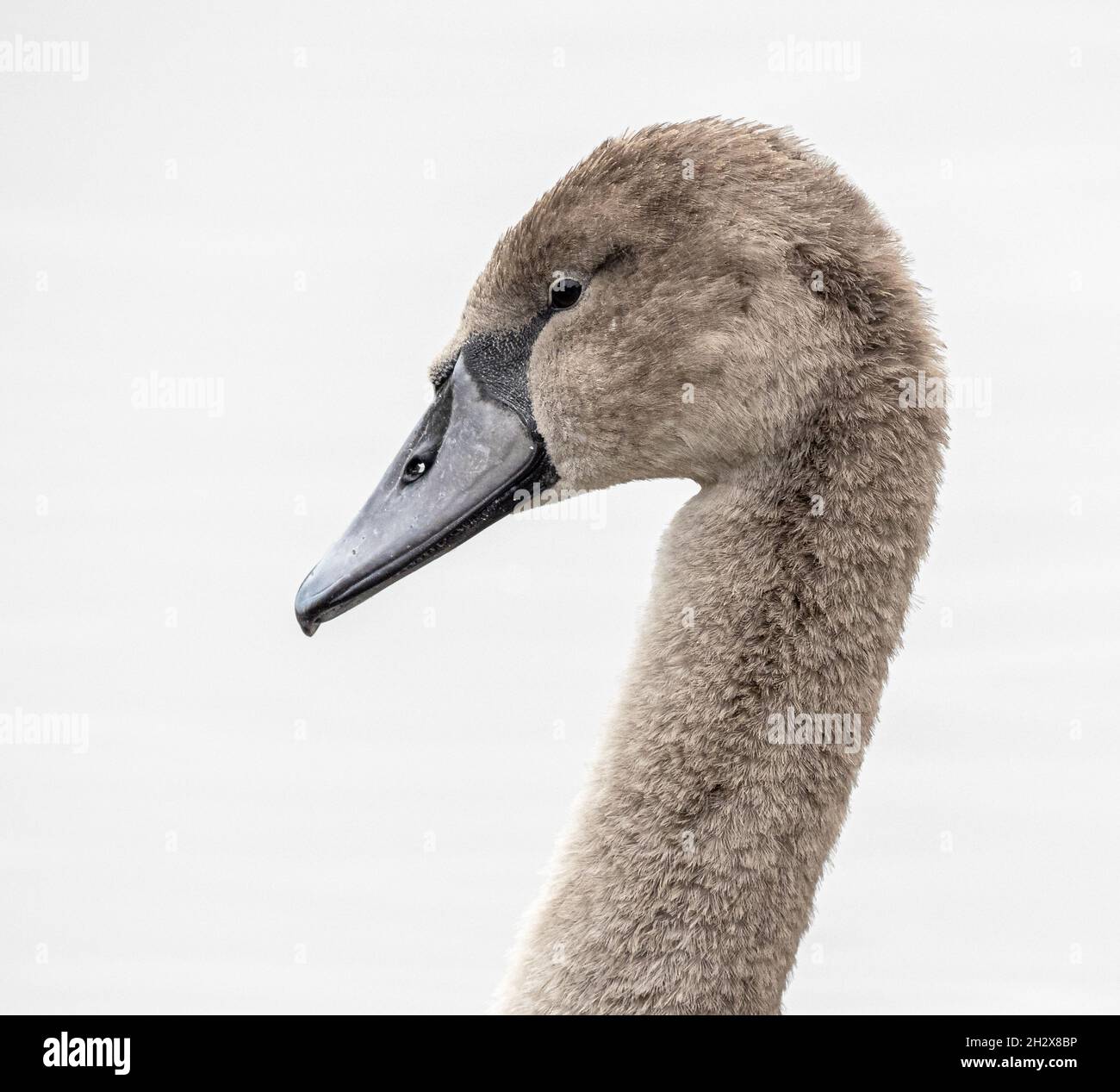 Porträt eines jungen Mute Swan Cygnet bei Slimbridge in Gloucestershire, Großbritannien Stockfoto