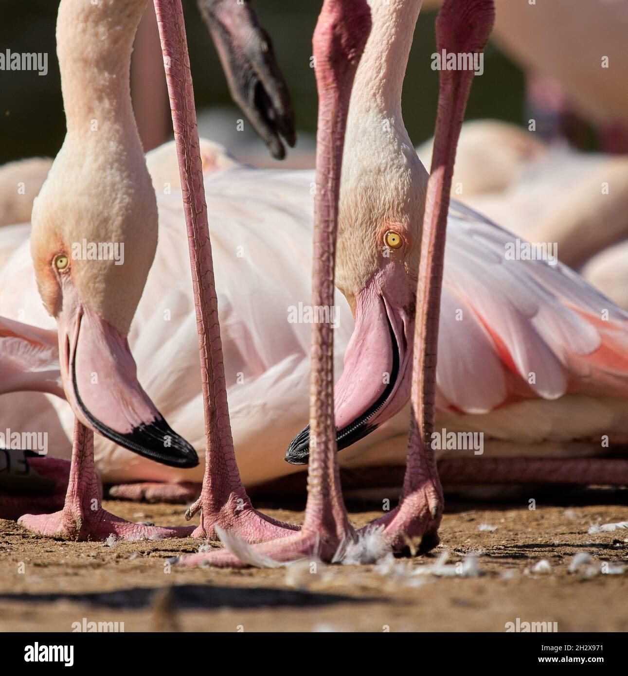Zwei größere Flamingo Phoenicopterus roseus treffen sich auf Bodenhöhe im Slimbridge Wildfowl & Wetlands Centre Gloucestershire UK Stockfoto