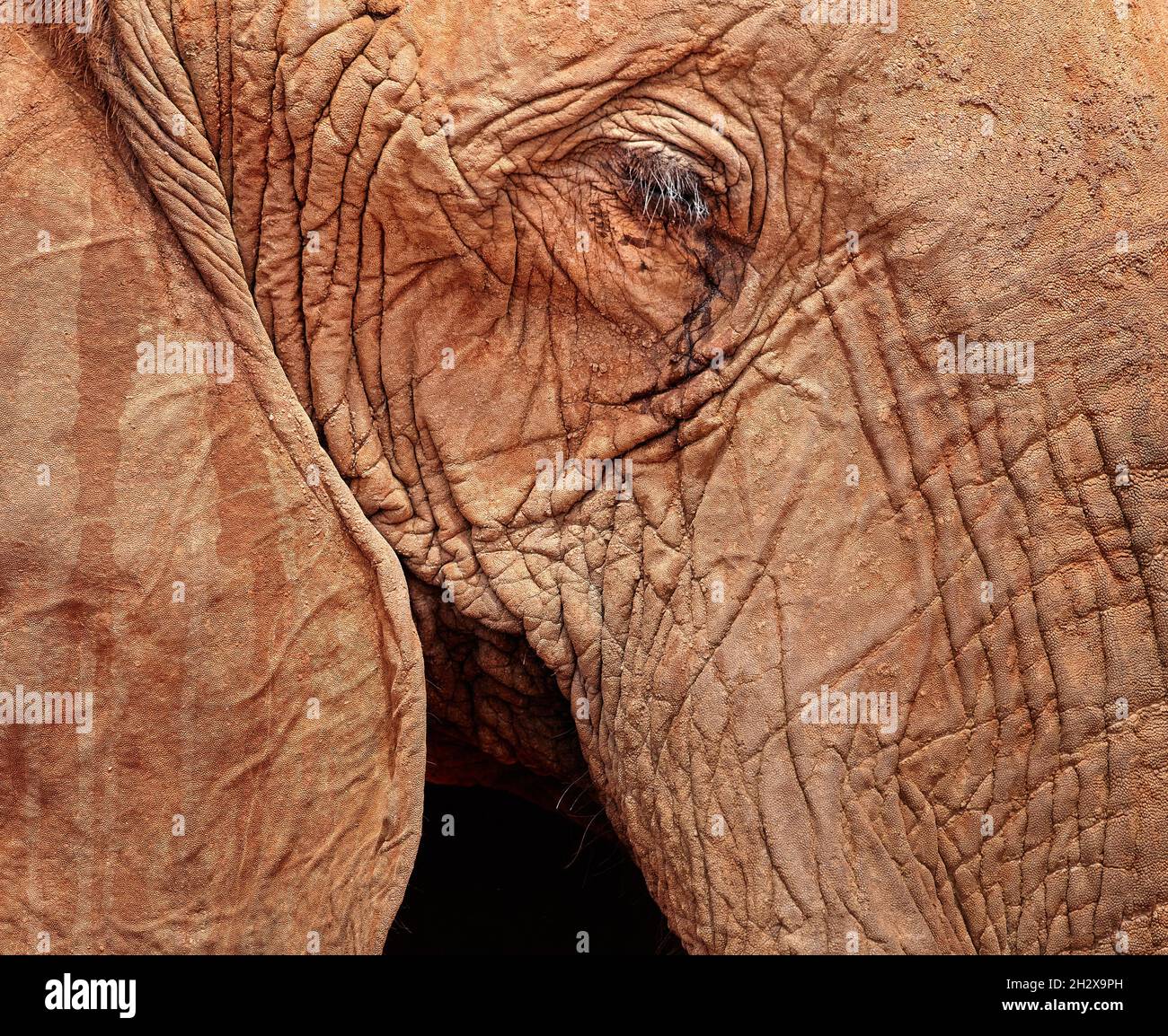 Auge eines afrikanischen Elefanten Loxodonta africanus im Tsavo Nationalpark in Kenia Stockfoto