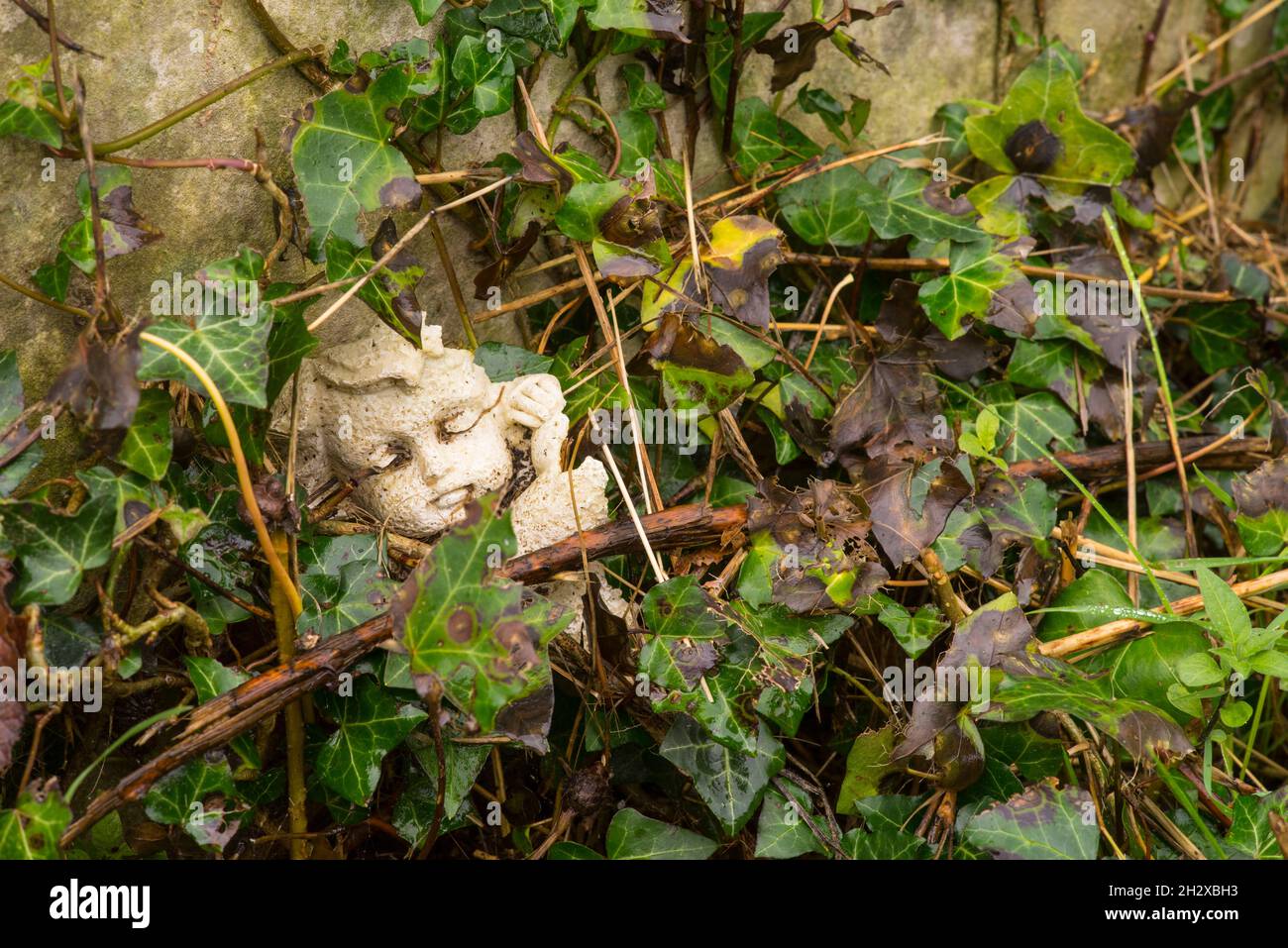 Eine zerbrochene Steinschnitzerei des Gesichts eines Cherubs, die teilweise in Efeu auf einem Grabstein auf dem Old Cemetery in Southampton, Hampshire, England, verborgen ist. Stockfoto