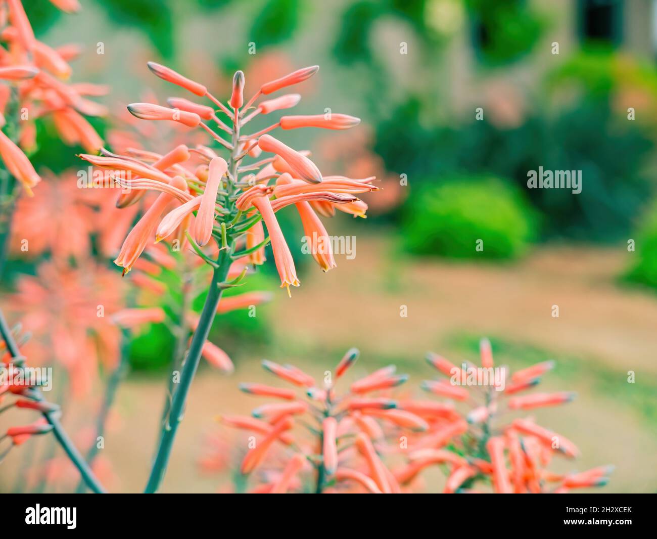 Nahaufnahme der Aloe maculata Blüte in Las Vegas, Nevada Stockfoto