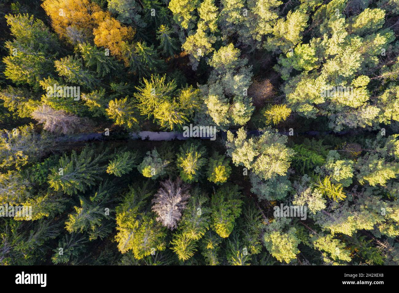 Luftaufnahme von der Drohne des kleinen blauen Flusses zwischen herbstlichen Kiefern, Laubwäldern in gelb-grünen Goldfarben. Baumkronen in goldener Zeit in der Herbstsaison Stockfoto