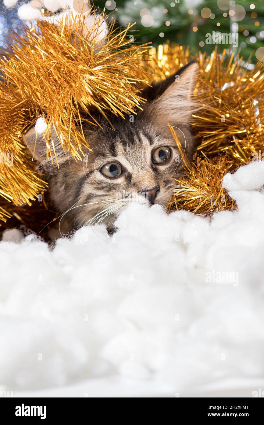 Ein niedliches Kätzchen bereitet sich auf Weihnachten und Neujahr vor, schaut versteckt in Lametta und Schnee weg. Vertikaler Bannerplatz für Text. Stockfoto