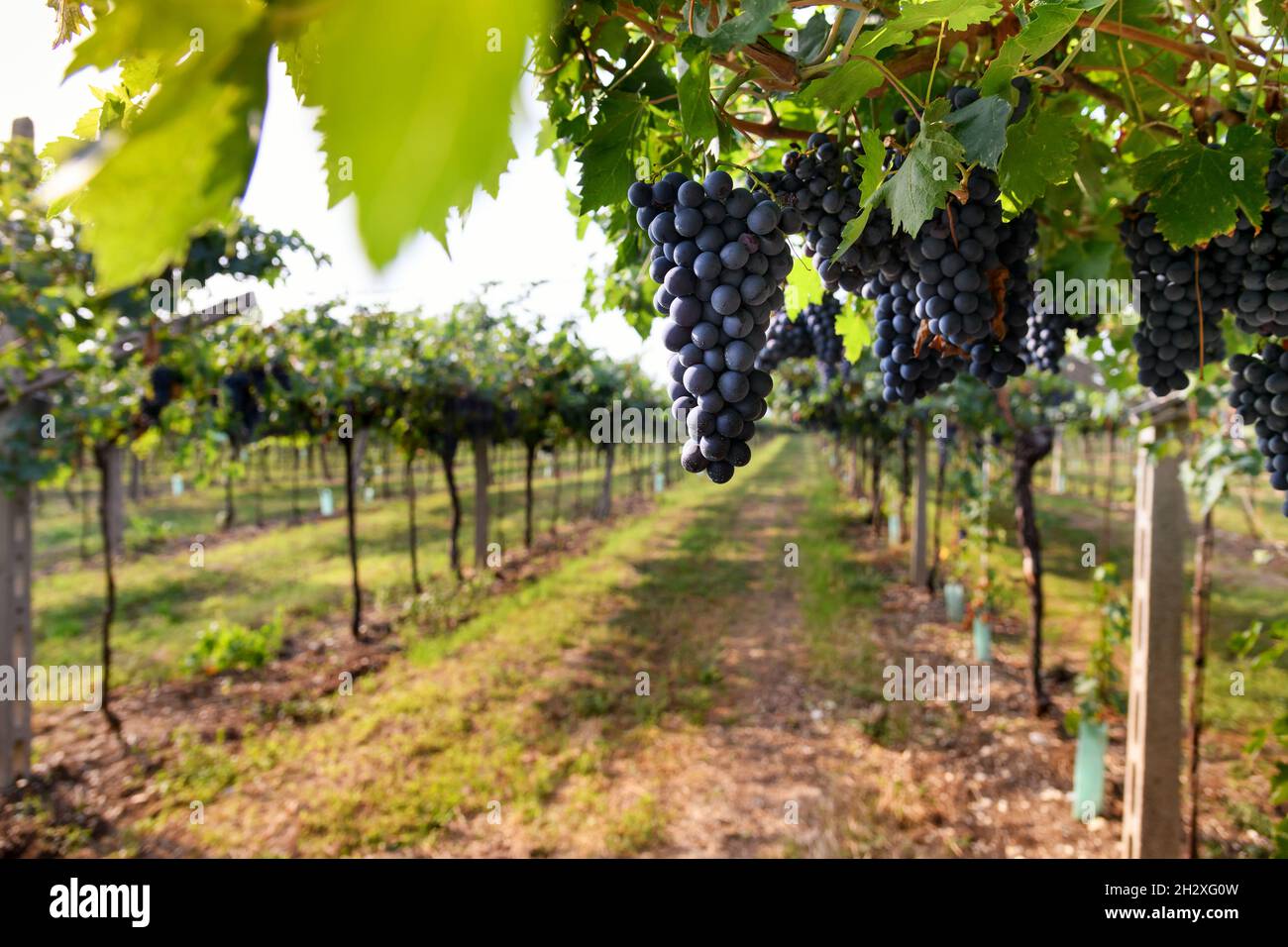 Trauben von reifen schwarzen Trauben hängen auf der Rebe in einem gepflegten, gerillten Weinberg auf einem Weingut in einem Konzept der Weinproduktion und des Weinbaus Stockfoto