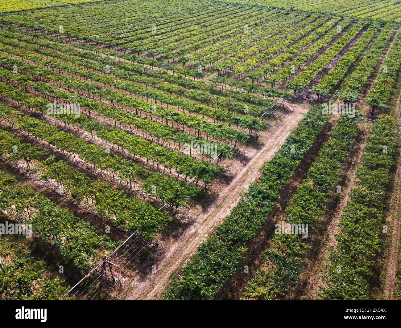 Luftlandschaftsansicht von einer Drohne gepflegter grüner Weinberge auf einem Weingut in einem Konzept von Landwirtschaft, Agrarwirtschaft, Weinbau und Weinproduktion Stockfoto