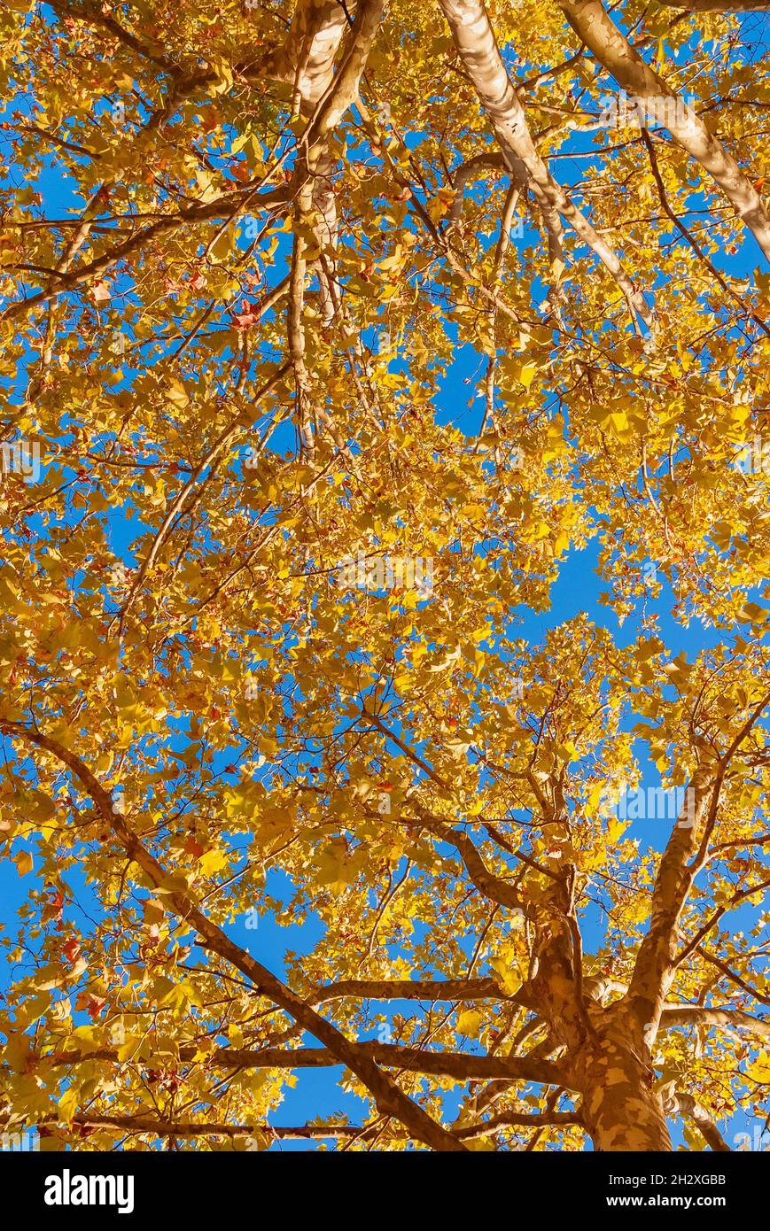 Herbstlicher Hintergrund. Die Blätter auf den Bäumen werden von grün zu braun und gelb Stockfoto
