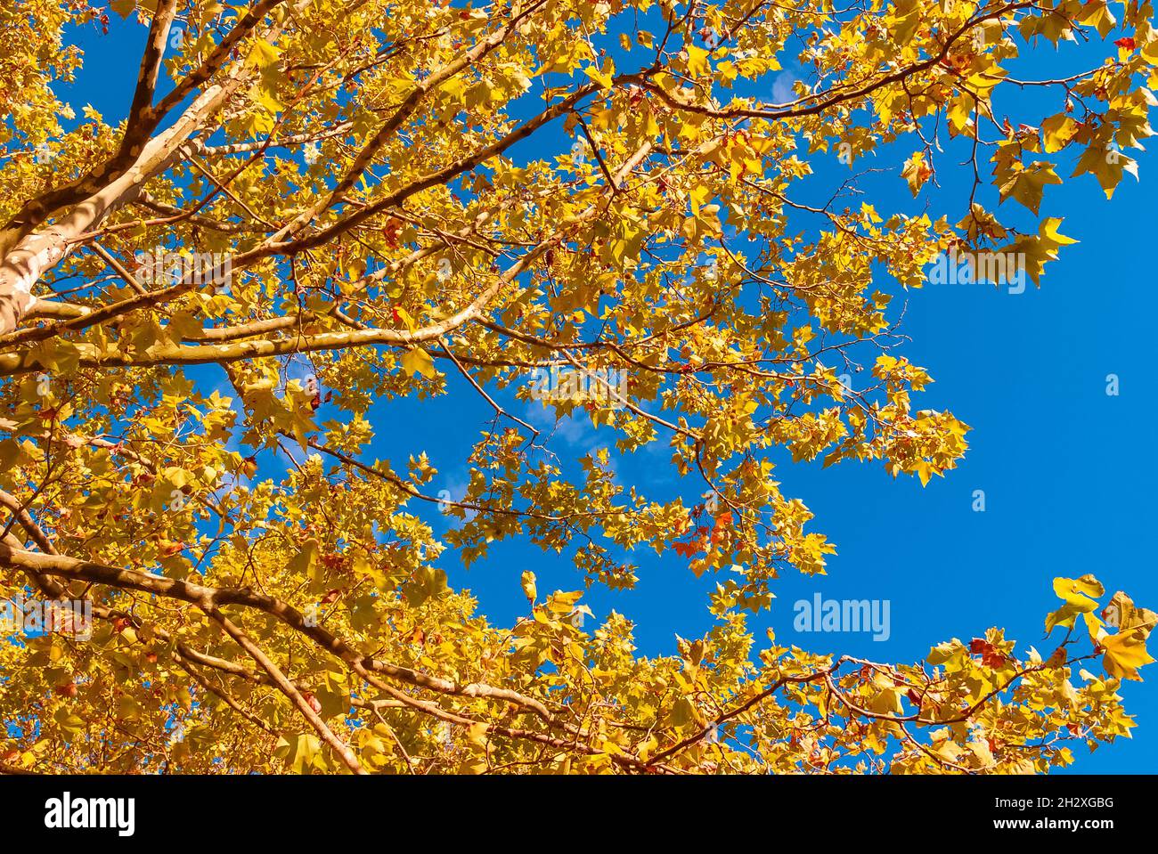 Der Herbst kommt und die Blätter werden von grün zu braun und gelb Stockfoto Der Herbst kommt und die Blätter werden von grün zu braun und gelb Stockfoto