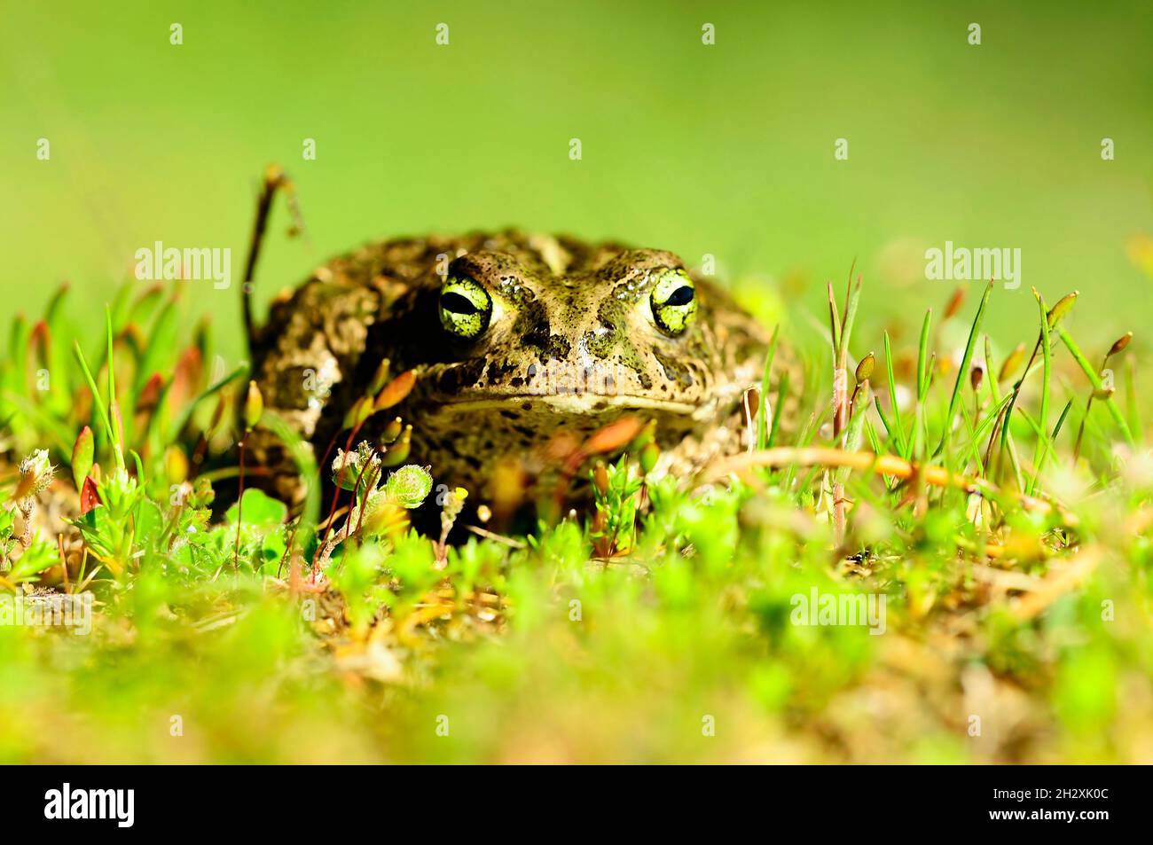 Epidalea calamita oder Runner Kröte, eine Froschart aus der Familie der Bufonidae. Stockfoto