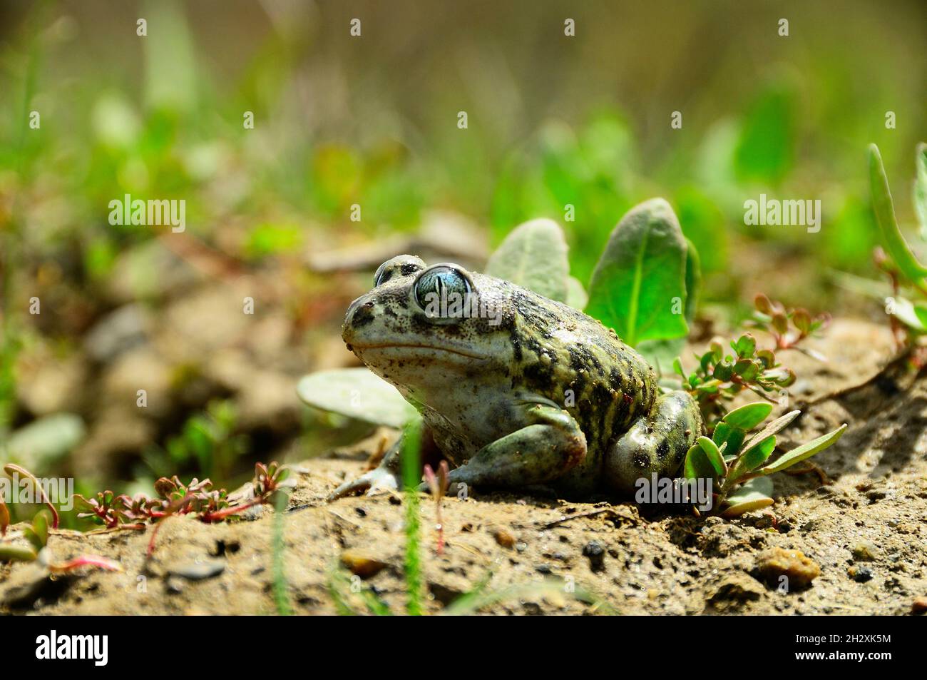 Pelobates cultripes oder Spornkröte, eine Froschart aus der Familie der Bufonidae. Stockfoto