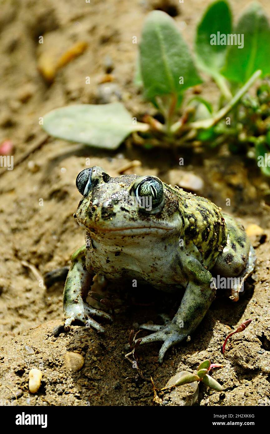 Pelobates cultripes oder Spornkröte, eine Froschart aus der Familie der Bufonidae. Stockfoto