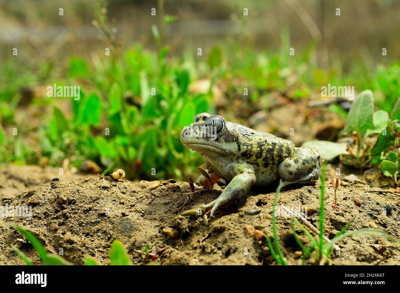 Pelobates cultripes oder Spornkröte, eine Froschart aus der Familie der Bufonidae. Stockfoto