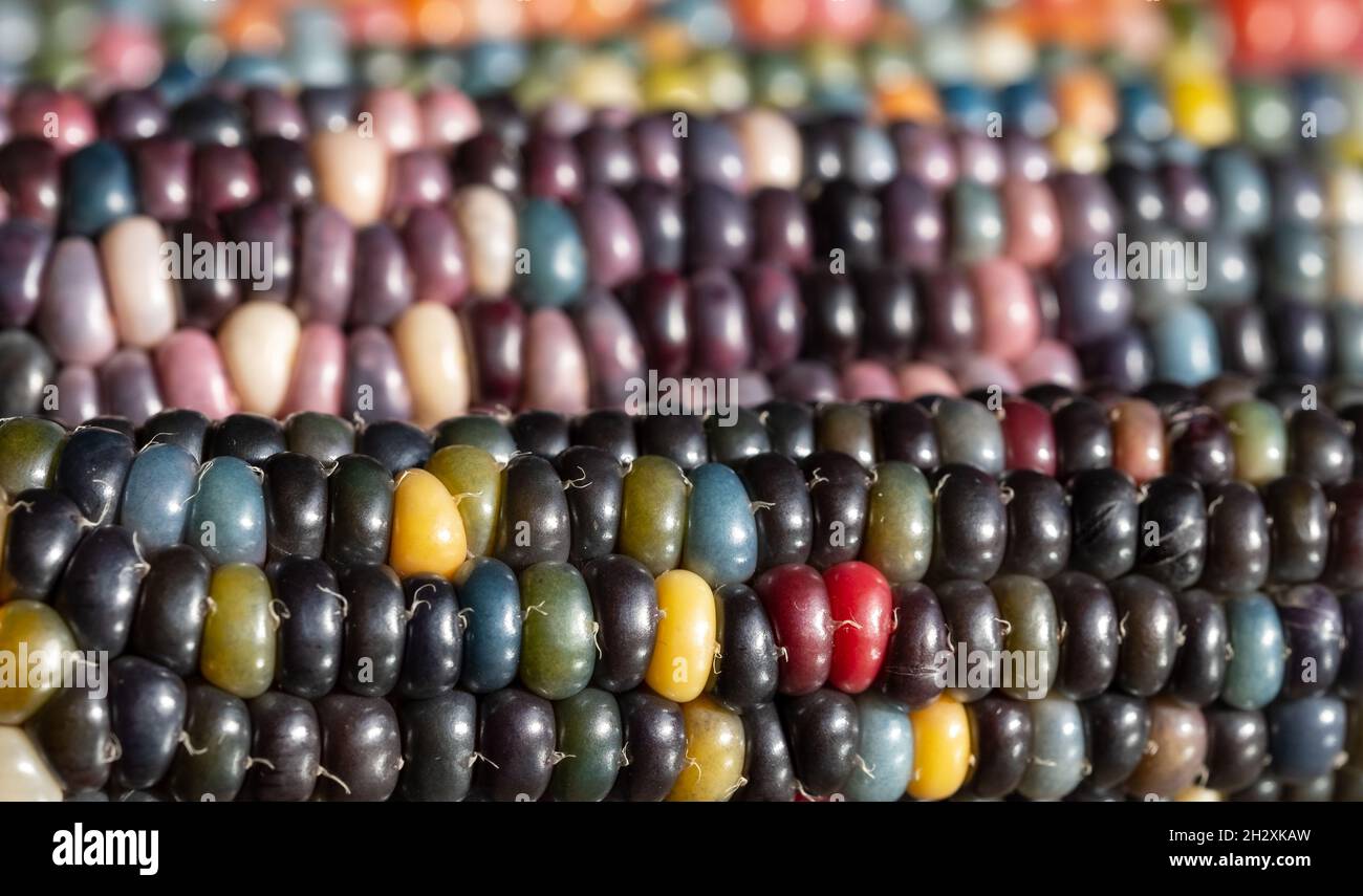 Makrofoto von Zea Mays Edelstein-Glas-Maiskolben mit regenbogenfarbenen Körnern, gewachsen auf einer Zuteilung in London, Großbritannien. Stockfoto