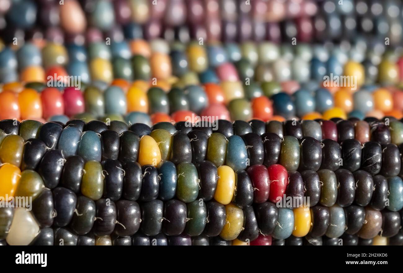 Makrofoto von Zea Mays Edelstein-Glas-Maiskolben mit regenbogenfarbenen Körnern, gewachsen auf einer Zuteilung in London, Großbritannien. Stockfoto